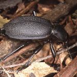 Lederlaufkäfer (Carabus coriaceus)