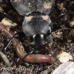 Lederlaufkäfer (Carabus coriaceus)