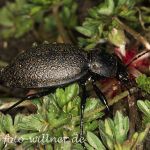 Lederlaufkäfer (Carabus coriaceus)