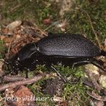 Lederlaufkäfer (Carabus coriaceus)