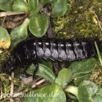 Lederlaufkäfer Larve (Carabus coriaceus)