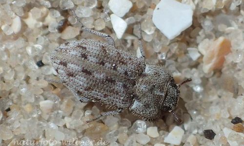 Leichenum pictum Naturfoto Willner P5060068