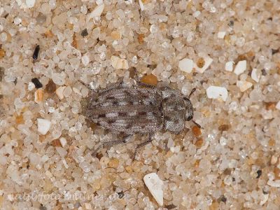 Leichenum pictum Naturfoto WillnerIMG_8955