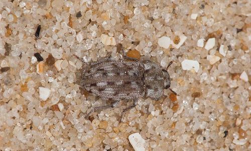 Leichenum pictum Naturfoto WillnerIMG_8955