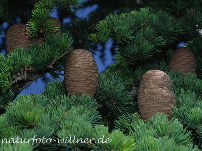 Libanon-Zeder (Cedrus libani) Foto W. Willner-2