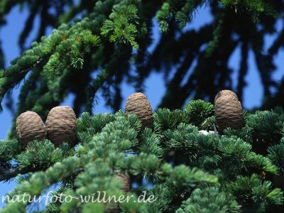 Libanon-Zeder (Cedrus libani) Foto W. Willner-3