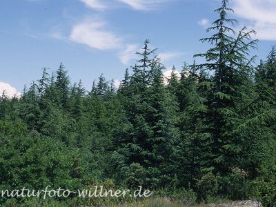 Libanon-Zeder (Cedrus libani) Foto W. Willner-4