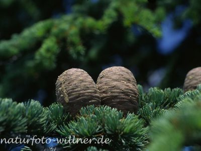 Libanon-Zeder (Cedrus libani) Foto W. Willner-7