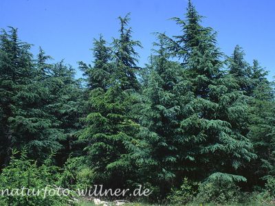 Libanon-Zeder (Cedrus libani) Foto W. Willner-9