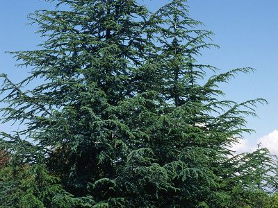 Libanon-Zeder (Cedrus libani) Foto W. Willner