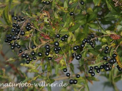 Liguster 1 Foto W. Willner
