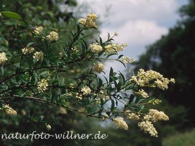 Liguster (Ligustrum vulgare) Foto W. Willner-10