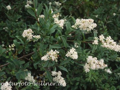 Liguster (Ligustrum vulgare) Foto W. Willner-13
