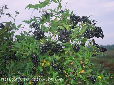 Liguster (Ligustrum vulgare) Foto W. Willner-15