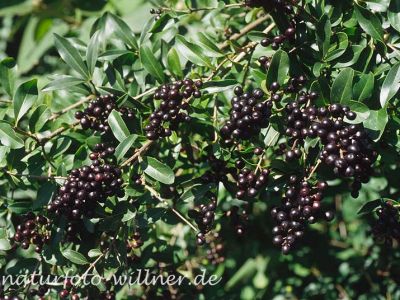 Liguster (Ligustrum vulgare) Foto W. Willner-18