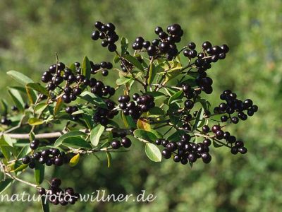 Liguster (Ligustrum vulgare) Foto W. Willner-20
