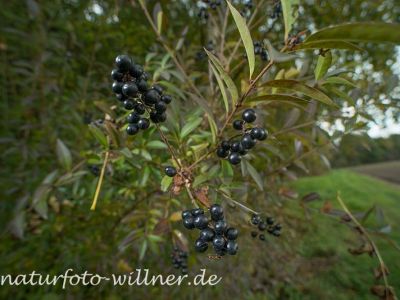 Liguster (Ligustrum vulgare) Foto W. Willner-23