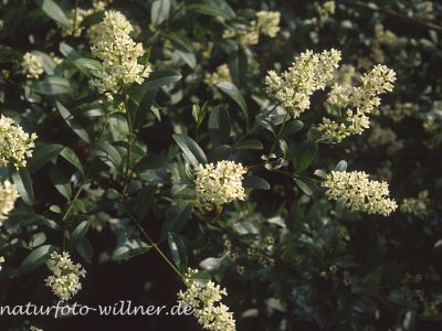 Liguster (Ligustrum vulgare) Foto W. Willner-25