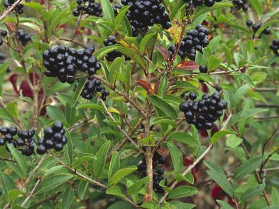 Liguster (Ligustrum vulgare) Foto W. Willner-26