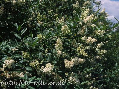 Liguster (Ligustrum vulgare) Foto W. Willner-3-2