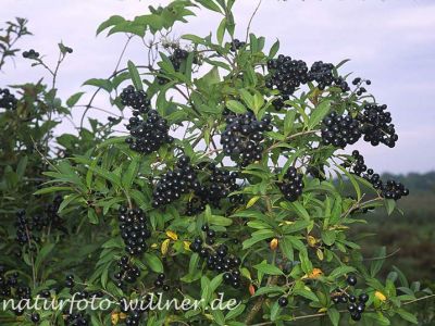 Liguster (Ligustrum vulgare) Foto W. Willner-4