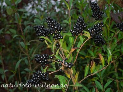 Liguster (Ligustrum vulgare) Foto W. Willner-5