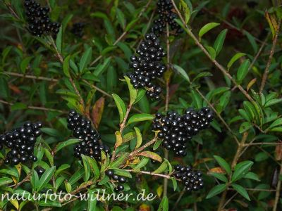 Liguster (Ligustrum vulgare) Foto W. Willner-6
