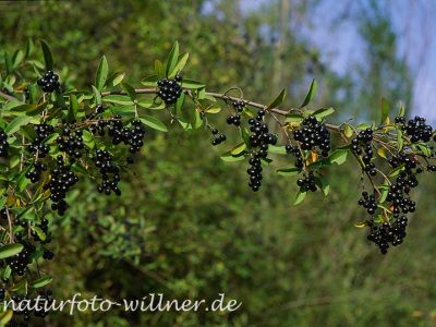 Liguster (Ligustrum vulgare) Foto W. Willner-7