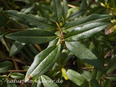 Liguster Ligustrum vulgare Foto Wolfgang Willner Naturfoto