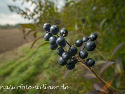 Liguster Ligustrum vulgare Foto Wolfgang Willner Naturfoto-12