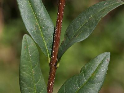 Liguster Ligustrum vulgare Foto Wolfgang Willner Naturfoto-6