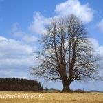 Linde 54 Foto W. Willner