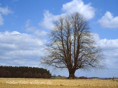 Linde 54 Foto W. Willner