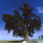 Linde bei Parkstetten Ndb. Foto W. Willner 226