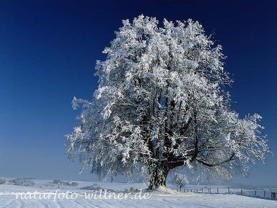 Linde im Winter 2 Foto W. Willner