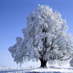 Linde im Winter 3 Foto W. Willner