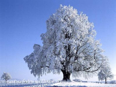 Linde im Winter 3 Foto W. Willner