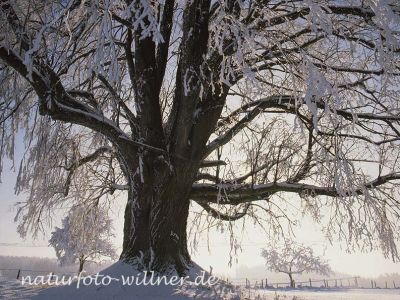 Linde im Winter 321 Foto W. Willner