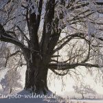 Linde im Winter 321 Foto W. Willner