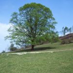 Linden Foto W. Willner 040