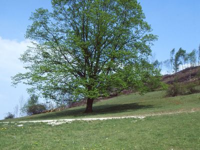 Linden Foto W. Willner 040