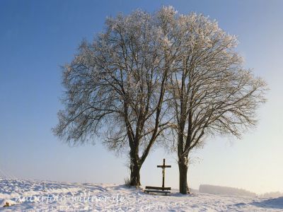 Linden Foto W. Willner 081