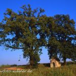 Linden Foto W. Willner 615