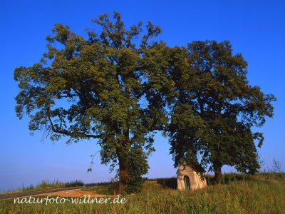 Linden Foto W. Willner 615