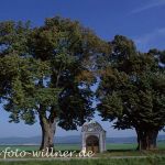Linden an der Donau bei Regensburg Foto H. Tuschl Willner Naturfoto