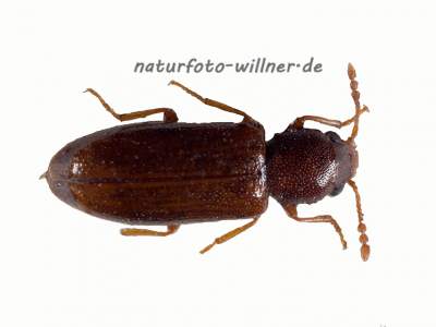 Lissodema cursor Foto W. Willner-4