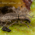 Luzerne-Blattrandrüssler (Sitona humeralis) Foto W. Willner-11