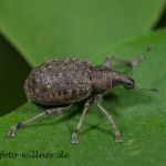 Luzerne-Dickmaulrüssler Otiorhynchus ligustici Fot W. Willner DSC_2866