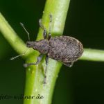 Luzerne-Dickmaulrüssler Otiorhynchus ligustici Fot W. Willner DSC_2875