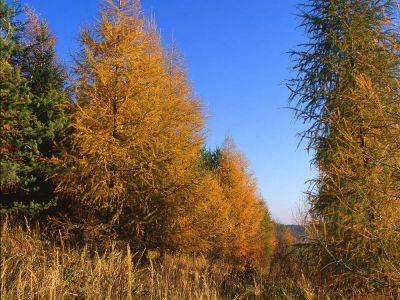 Lärchen Larix decidua Foto W. Willner img378